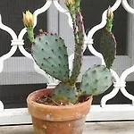 La Salamandra Kitchengarden فندق مبيت وإفطار
