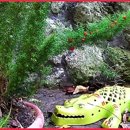 La Salamandra Kitchengarden